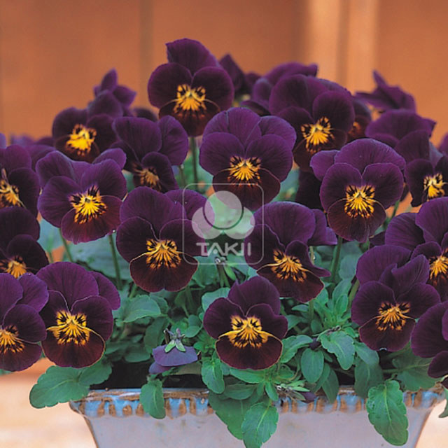 Viola cornuta Four Seasons F1 Plum Yellow Face