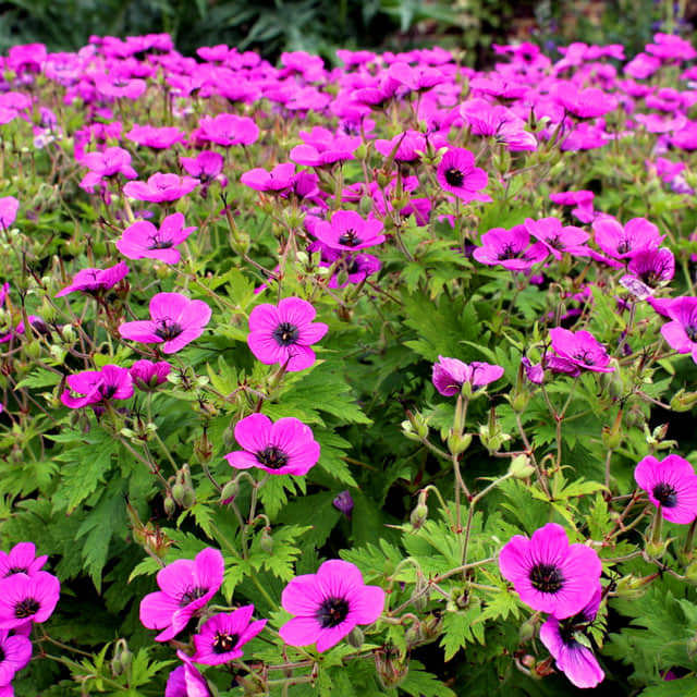 Geranium psilostemon