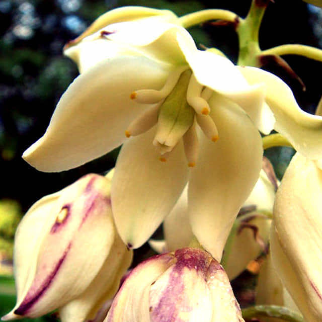 Yucca aloifolia