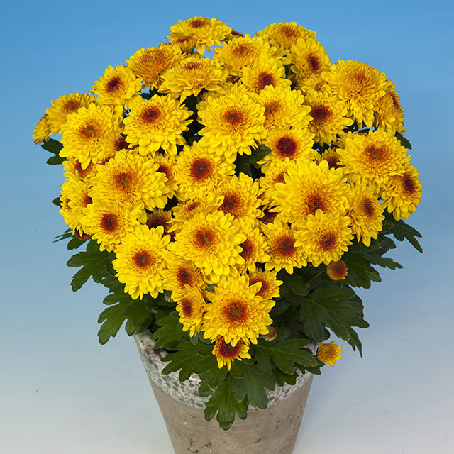 Chrysanthemum Gustavo Fine Webbing