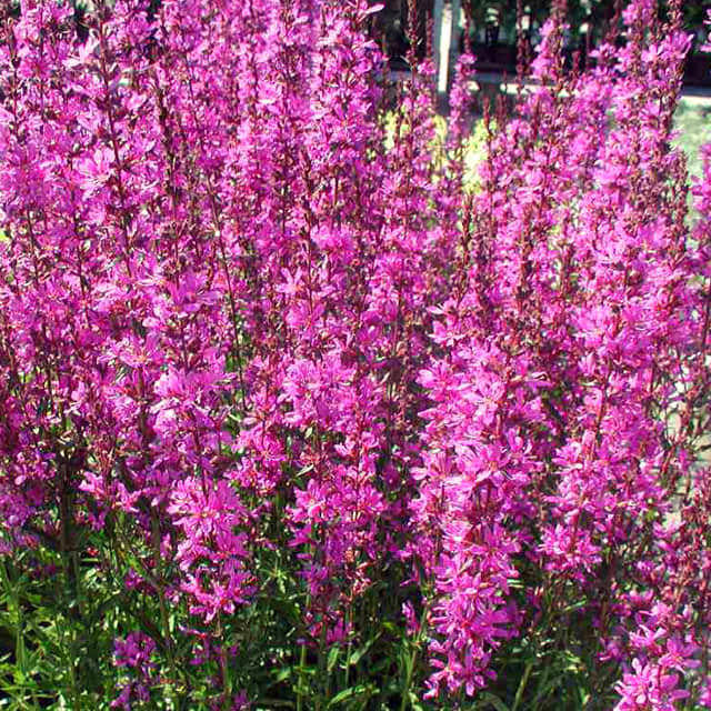 Lythrum virgatum