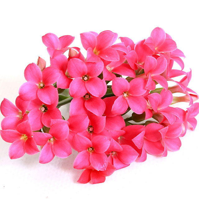 Kalanchoe Passion Notus Brown Leaf Tips