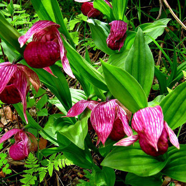 Cypripedium calceolus