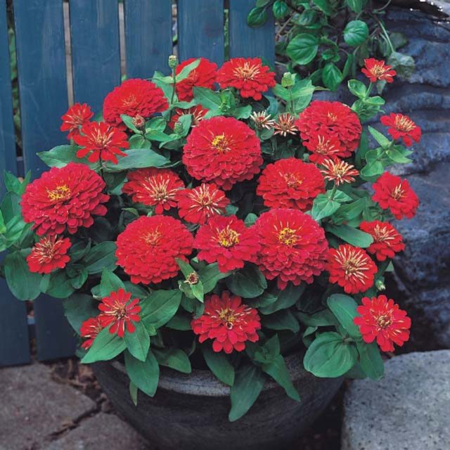 Zinnia Dreamland F1 Red White Cottony Spots