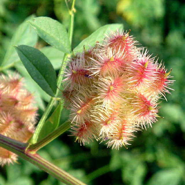 Glycyrrhiza echinata
