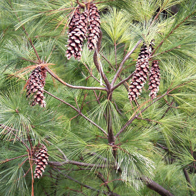 Pinus strobus