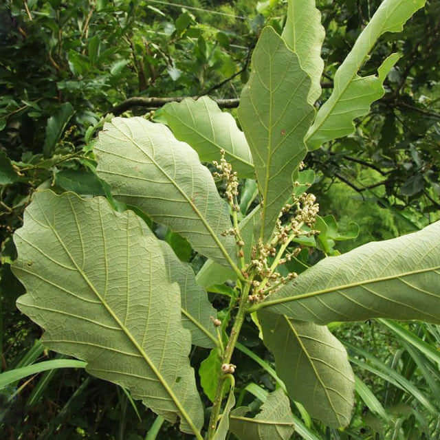 Quercus alba