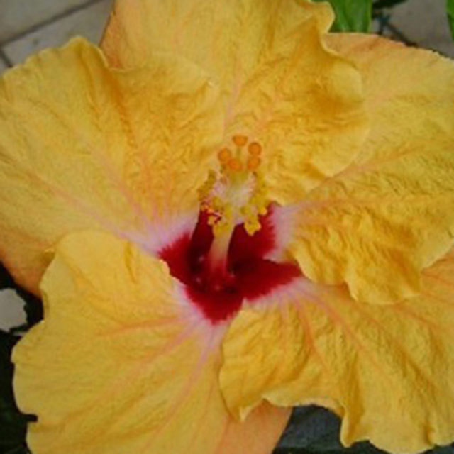 Hibiscus rosa sinensis Cheerleader Dutch Orange Leggy Stems