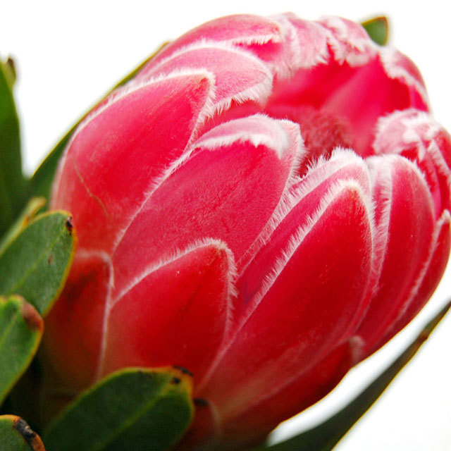 Protea Cardinal