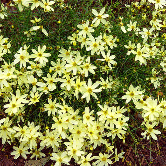 Coreopsis verticillata Moonbeam