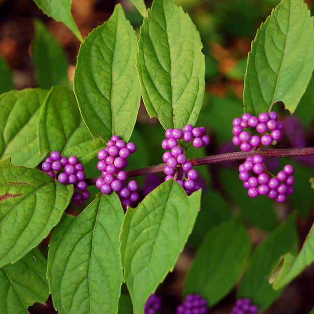 Callicarpa cathayana