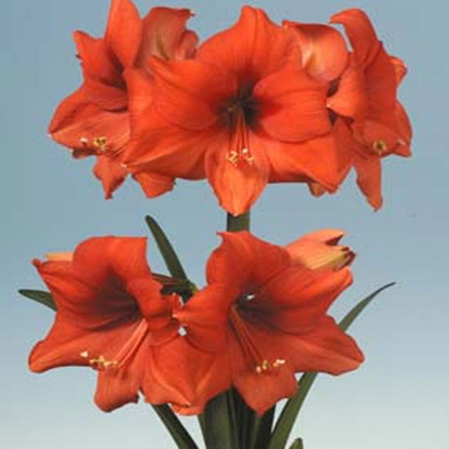 Hippeastrum Desire