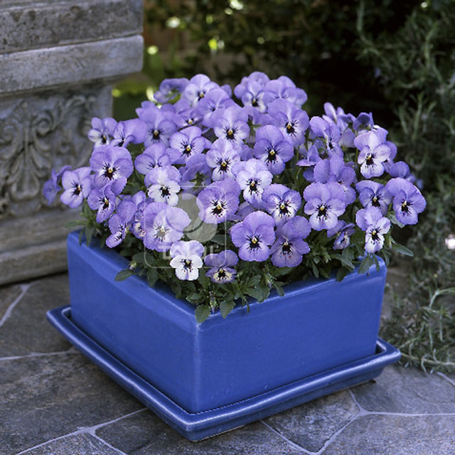 Viola cornuta Sky Blue Blotch