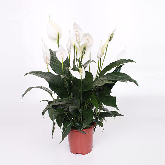 Spathiphyllum Romeo Cupido Drooping Leaves