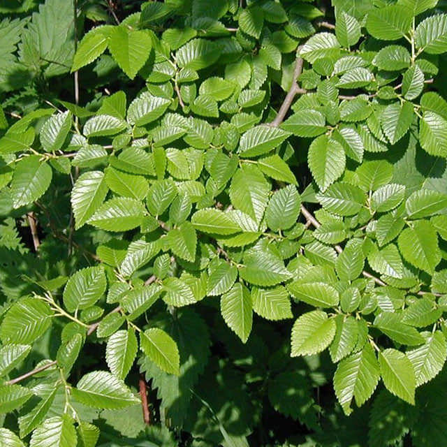 Ulmus pumila