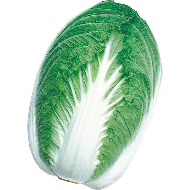 Brassica rapa Parkin F1