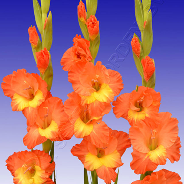Gladiolus Caramelo