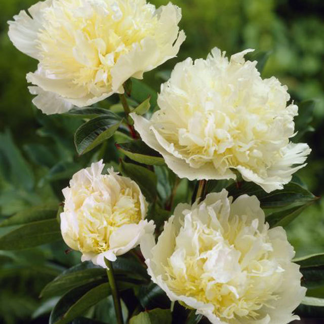 Paeonia suffruticosa Angel Cheeks