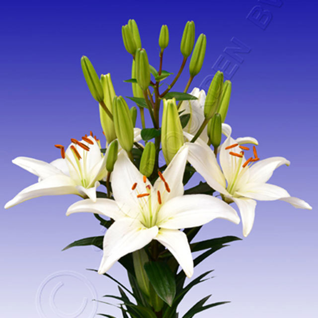 Lily Reinesse Sudden Leaf Drop