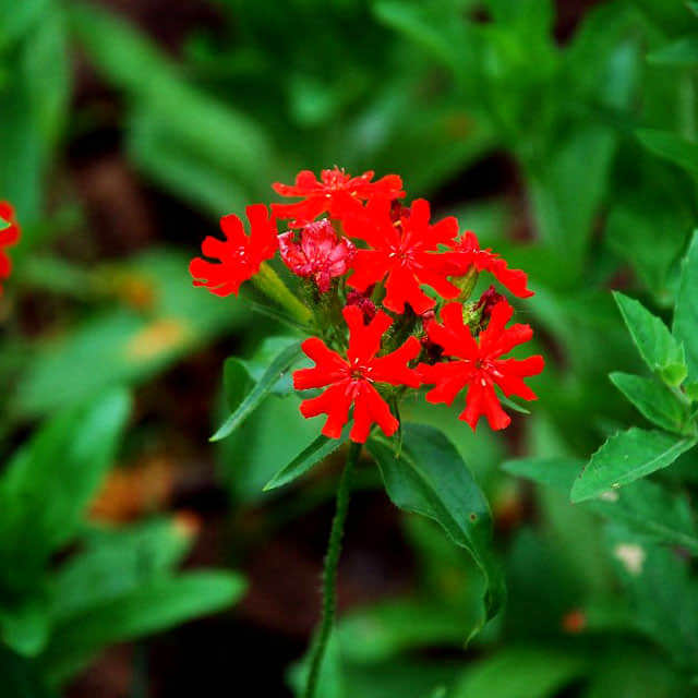 Lychnis chalcedonica