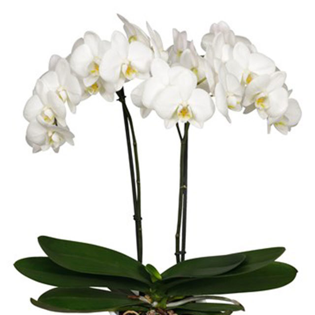 Phalaenopsis Bahia Blanca Sticky Leaves