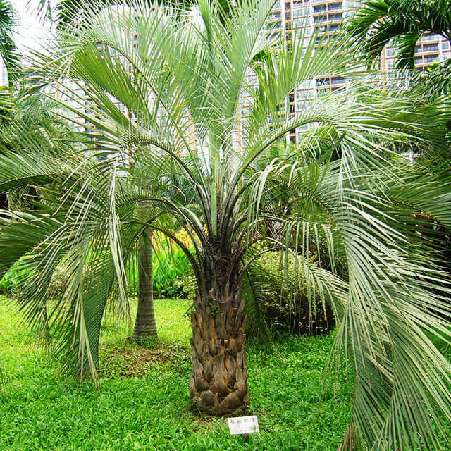 Butia capitata