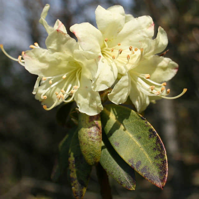 Rhododendron keiskei Sudden Leaf Drop