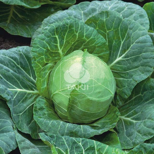White Cabbage Ortus F1 Drooping Leaves