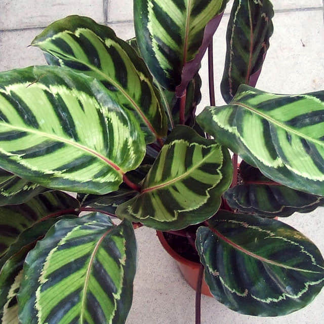 Calathea roseopicta