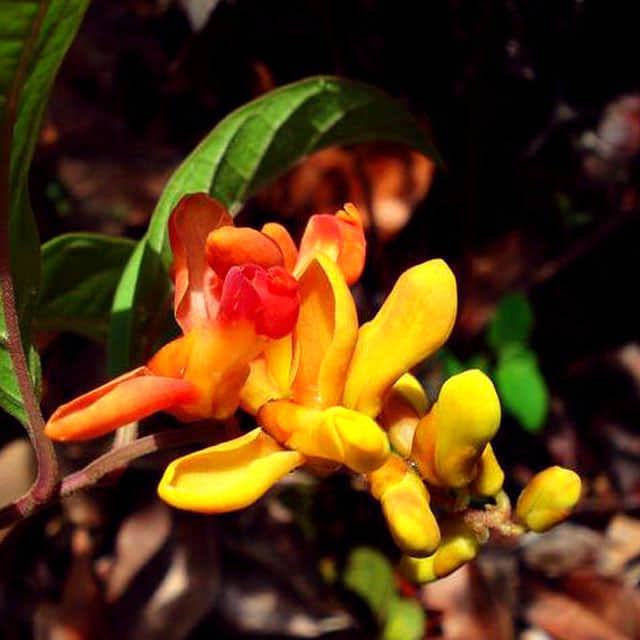 Polygala chamaebuxus