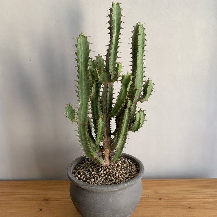 Euphorbia Eritrea