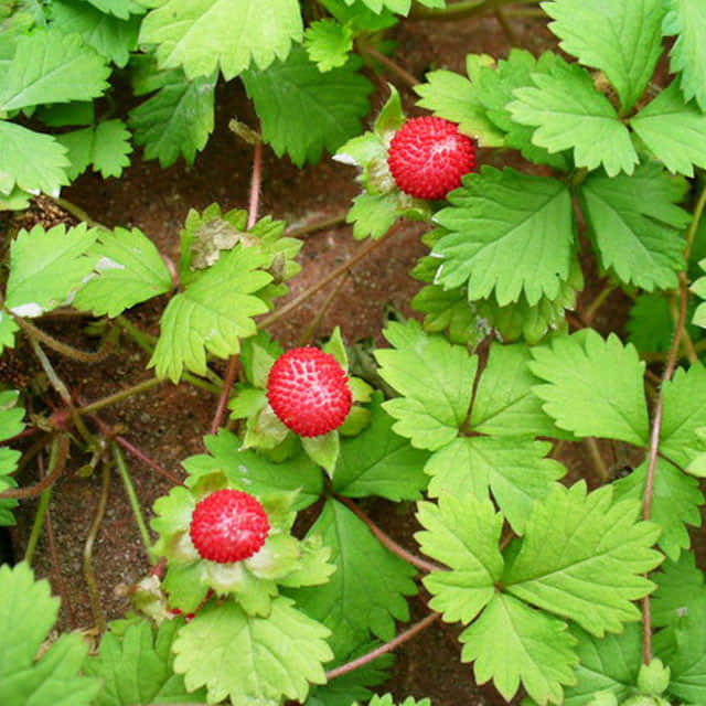 Potentilla indica