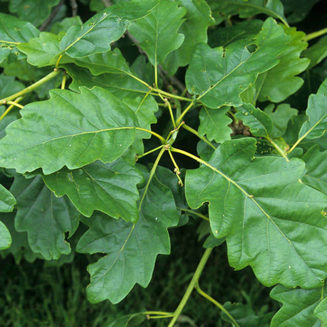 Quercus