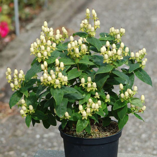 Hypericum Snow Pearl