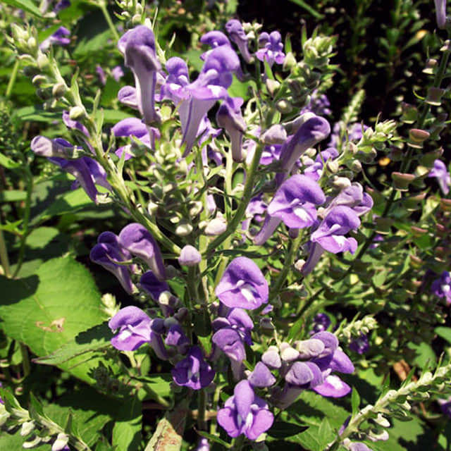 Scutellaria incana
