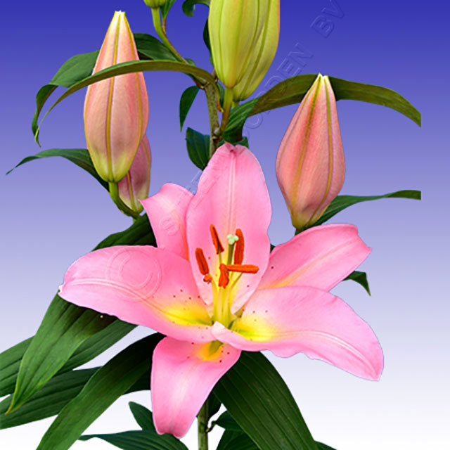 Lilium oriental Fenice
