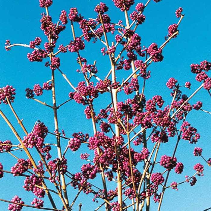 Callicarpa bodinieri Profusion
