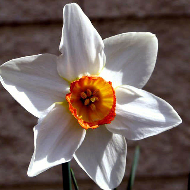 Narcissus poeticus