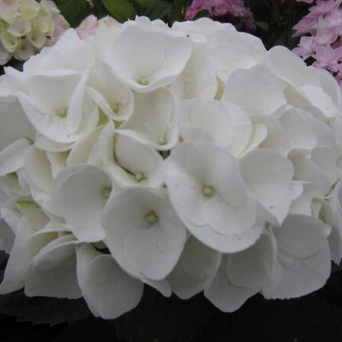 Hydrangea macrophylla Magical Snowdome Sticky Leaves