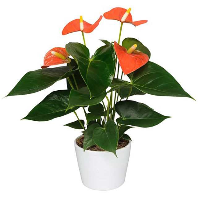 Anthurium andraeanum Orange Champion Yellow Leaves