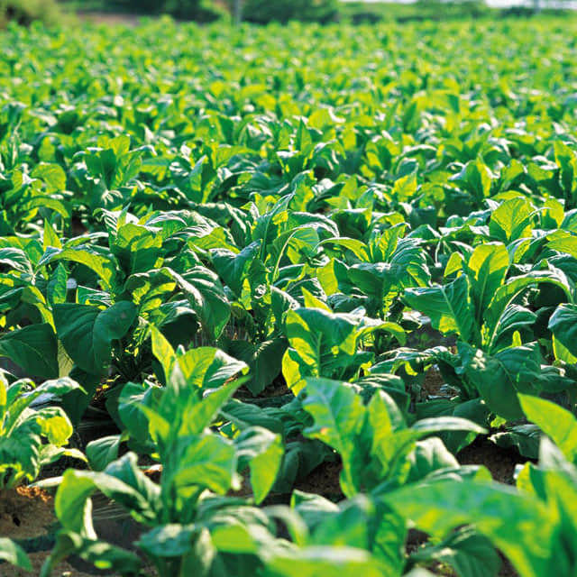 Nicotiana tabacum