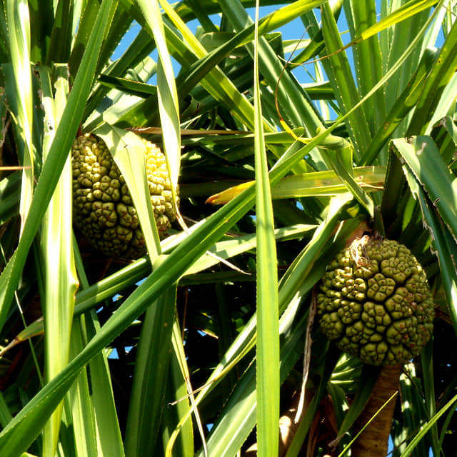 Pandanus odoratissimus