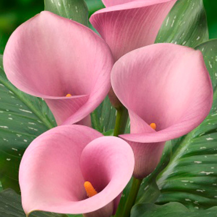 Zantedeschia Captain Violetta