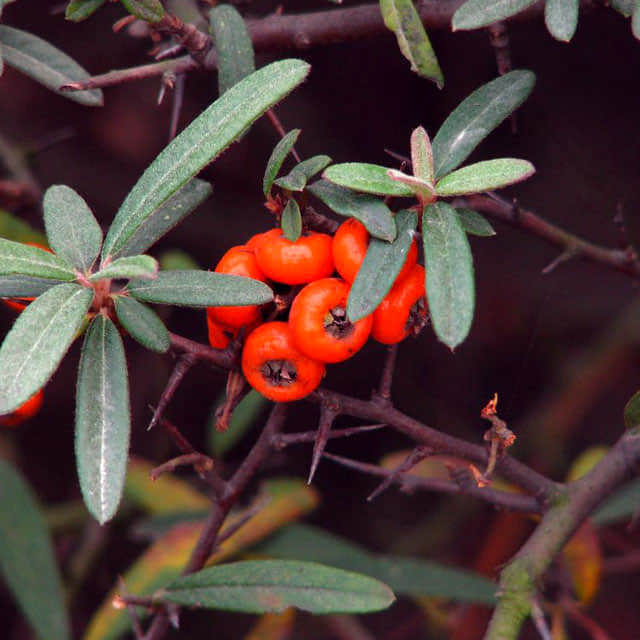 Pyracantha angustifolia