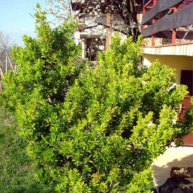 Euonymus japonicus Albomarginatus