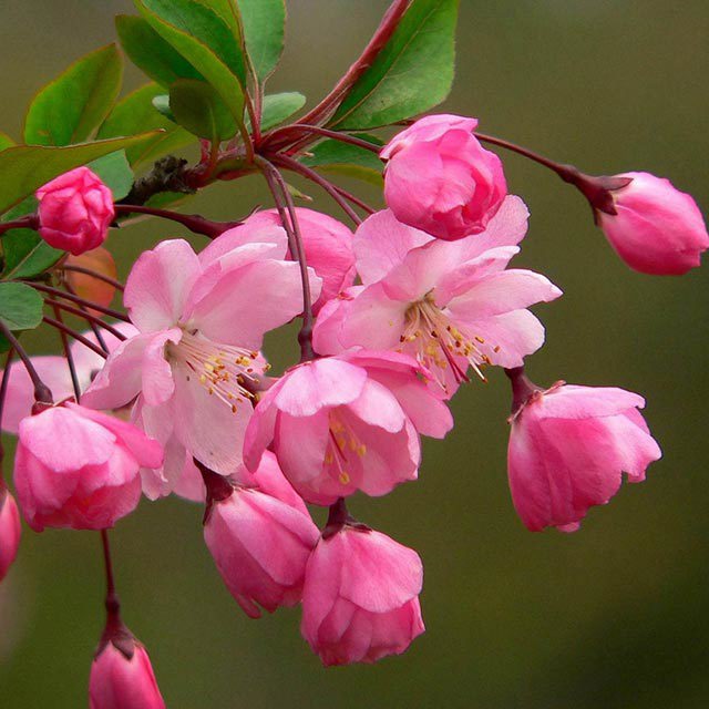 Malus halliana White Powder