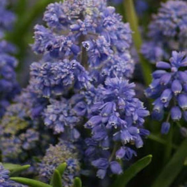 Muscari Blue Spike