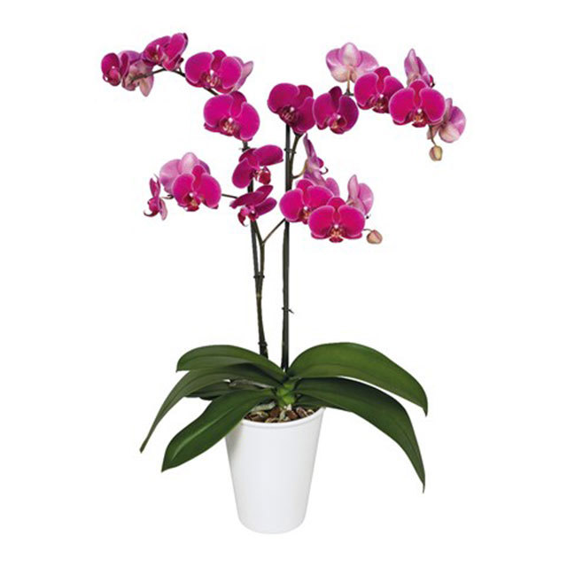 Phalaenopsis Rio Grande