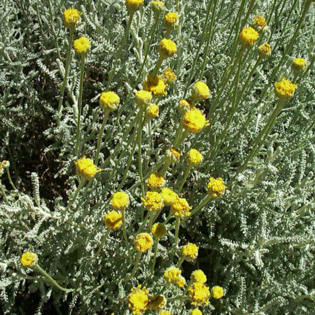 Santolina rosmarinifolia