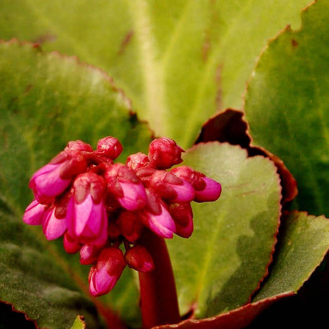 Bergenia crassifolia